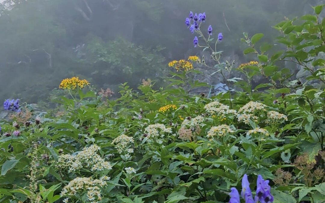 +最新情報について